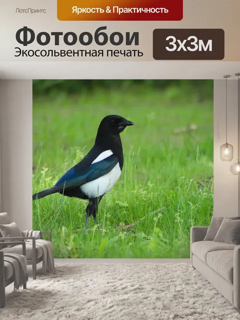 Фотообои Сорока