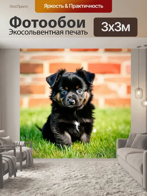 Фотообои черный шпиц puppy, маленький, пушистый, с большими глазами, уши стоят, на зеленой траве, размытый фон…
