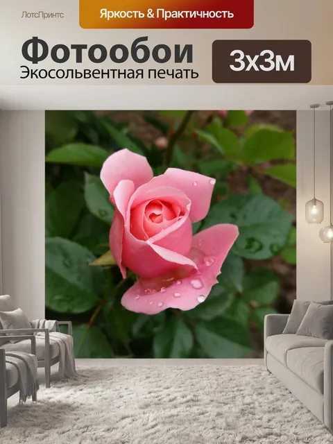 Фотообои Роза