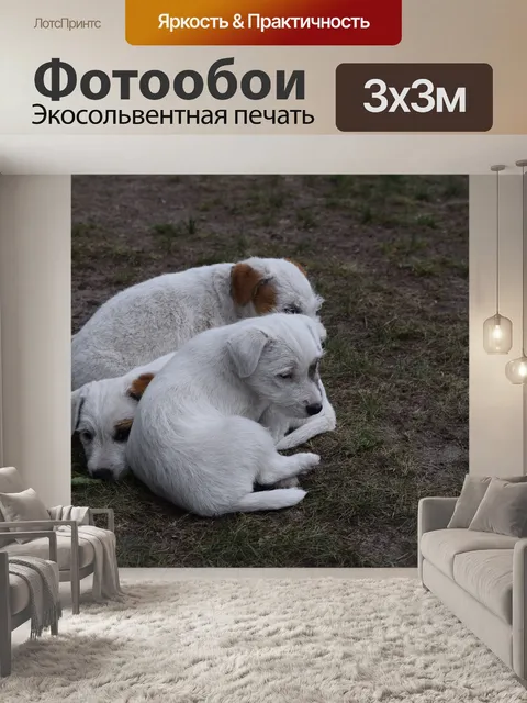 Фотообои Собака