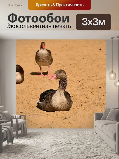 Фотообои Гуси