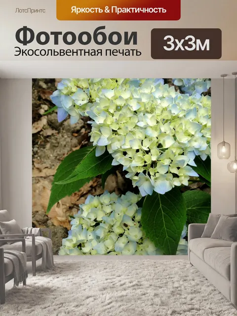 Фотообои Гортензии