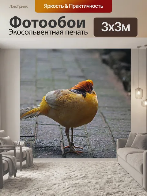 Фотообои золотой фазан с повернутой головой