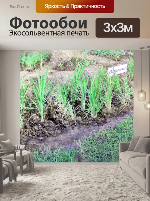 Фотообои Сад Дизайн
