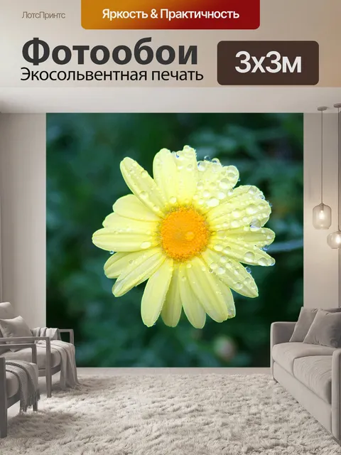 Фотообои бледно-желтая ромашка с каплями