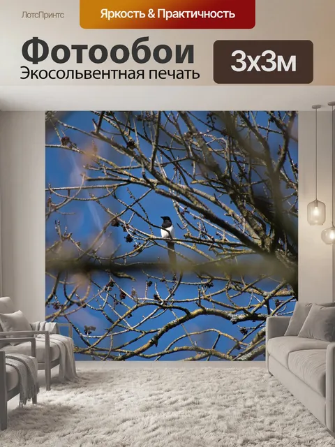 Фотообои Сорока