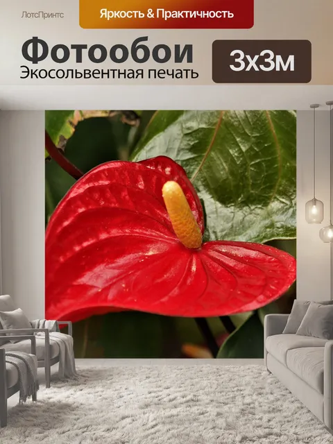 Фотообои Красный антуриум крупным планом