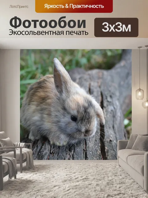 Фотообои Кролик