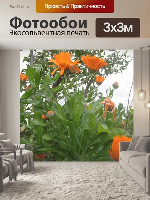 Фотообои Оранжевые цветы