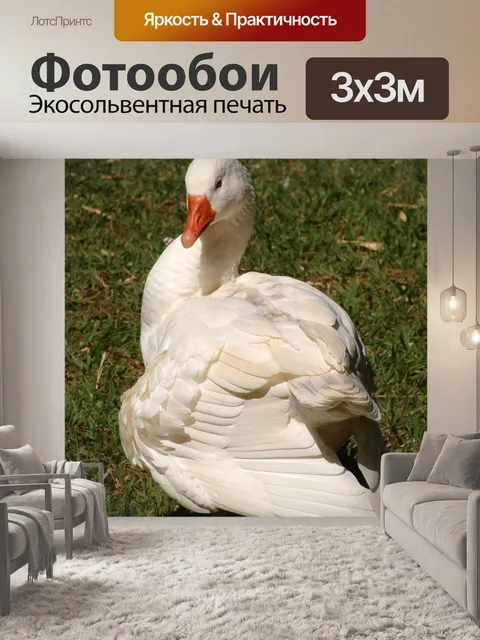 Фотообои Гусь