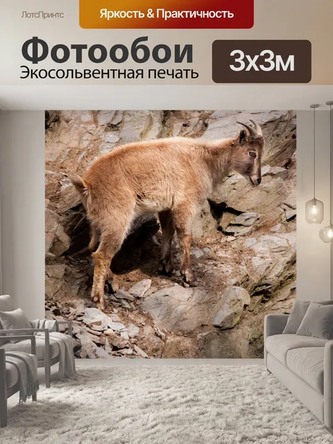 Фотообои Himalayan Tahr
