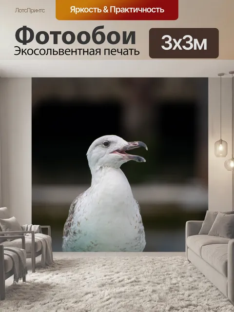 Фотообои Чайка, птица, морская птица