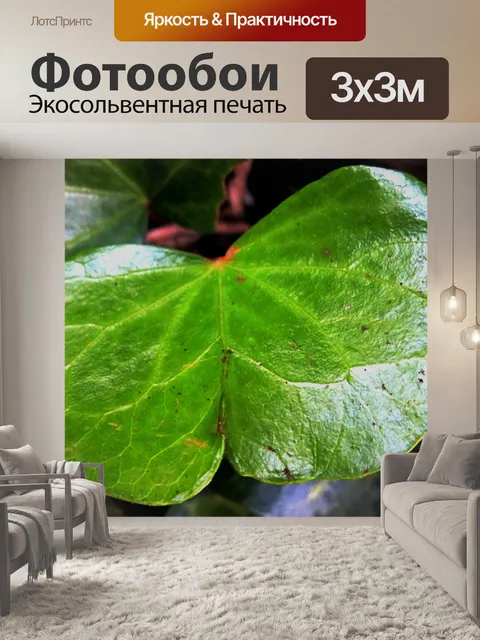 Фотообои молодых листьев плюща