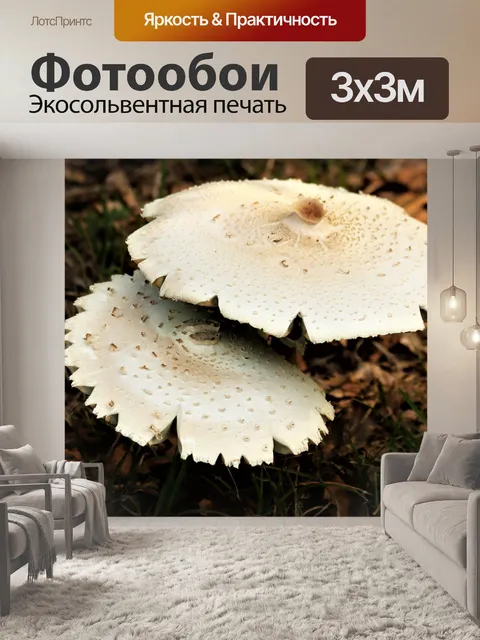 Фотообои Пара грибов-аманита
