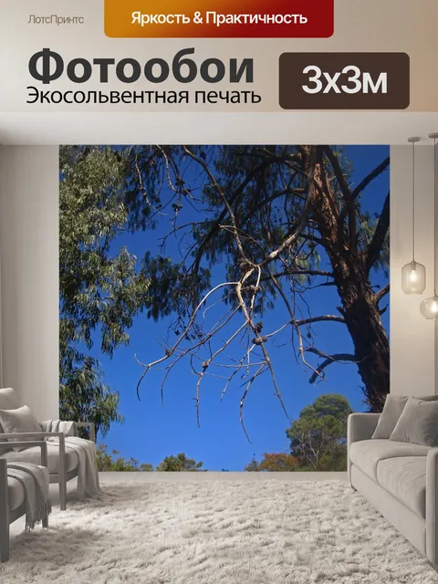 Фотообои шишки на сухих ветках сосны