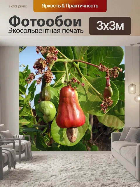Фотообои Кешью