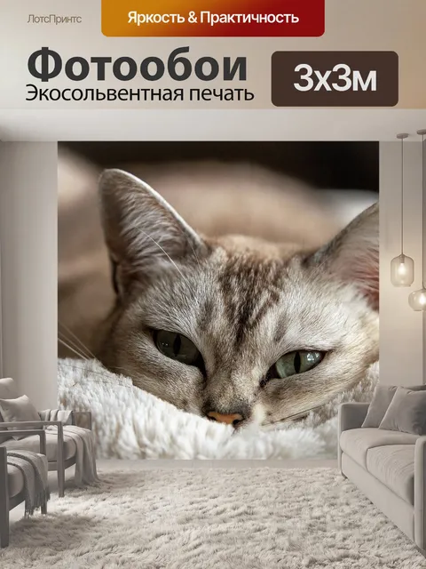 Фотообои Кошка