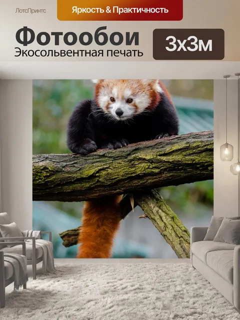 Фотообои Red Panda, Ailurus fulgens