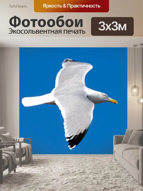 Фотообои Птица - Чайка