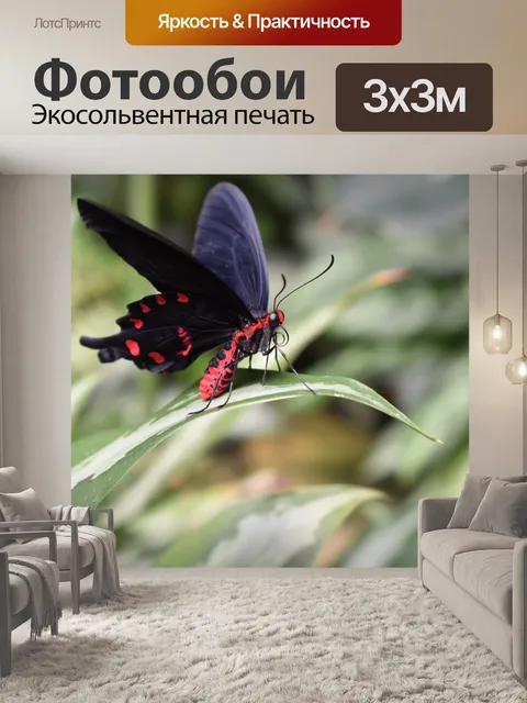Фотообои Бабочка