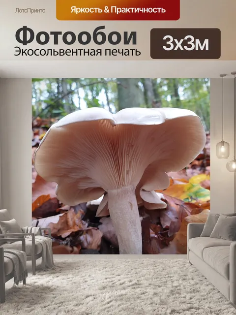 Фотообои Гриб