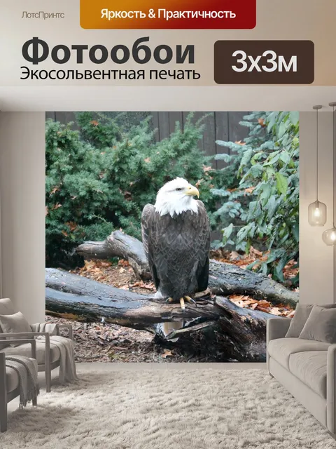Фотообои Белоголовый орлан - 01