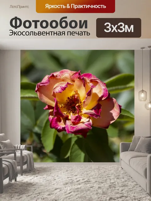 Фотообои Оранжевая и желтая роза