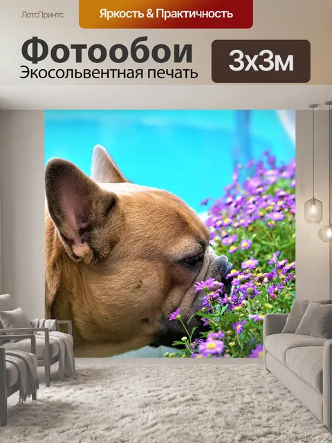 Фотообои Французский бульдог