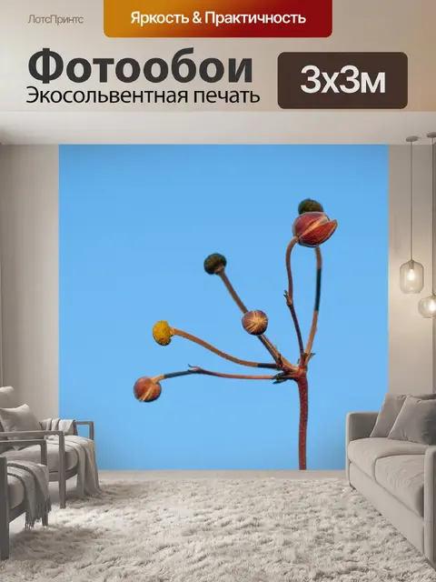 Фотообои Осень анемона