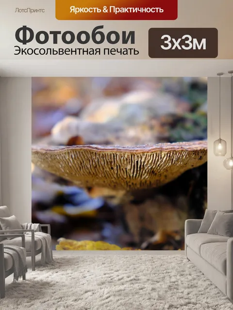 Фотообои Гриб