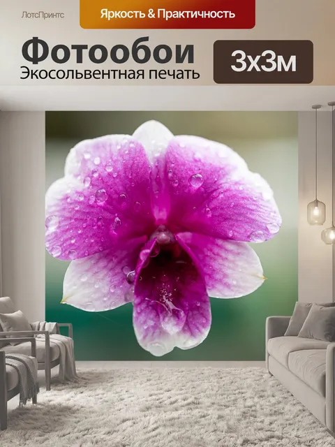 Фотообои Орхидея