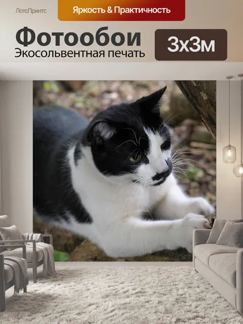Фотообои Кошка
