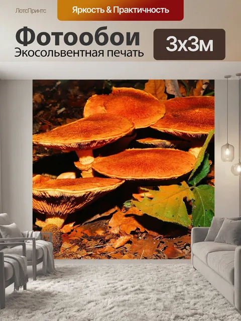 Фотообои Лес
