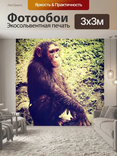 Фотообои Обезьяна шимпанзе в открытом зоопарке