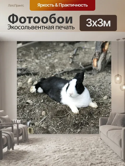 Фотообои Кролик