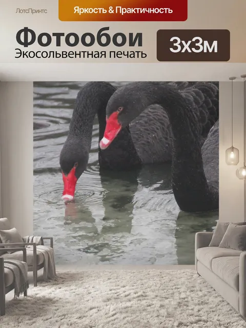 Фотообои Лебеди
