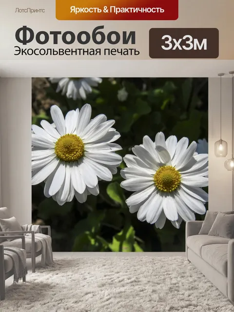 Фотообои Маргаритки