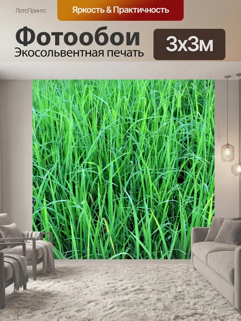 Фотообои Зеленое рисовое поле