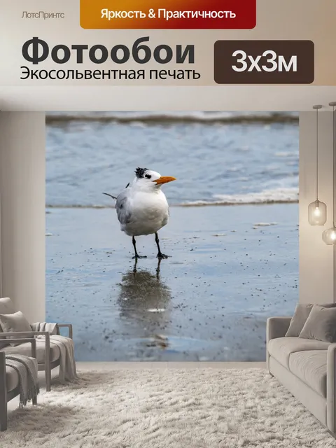 Фотообои крачка