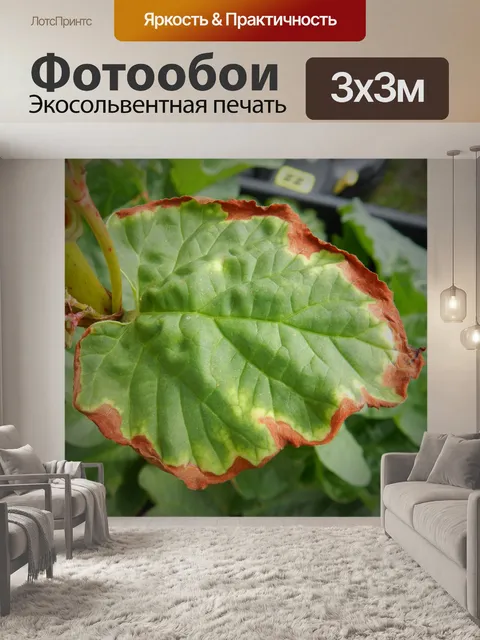 Фотообои Листья ревеня 2