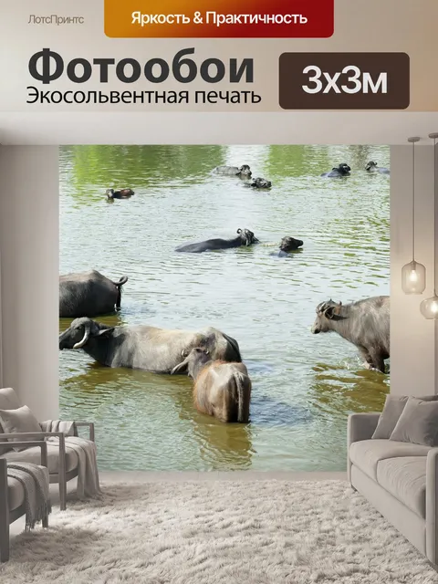 Фотообои Буйвол