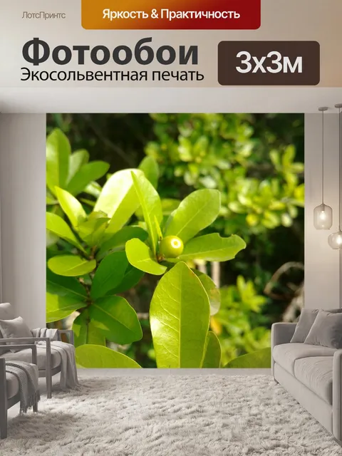 Фотообои Фрукты