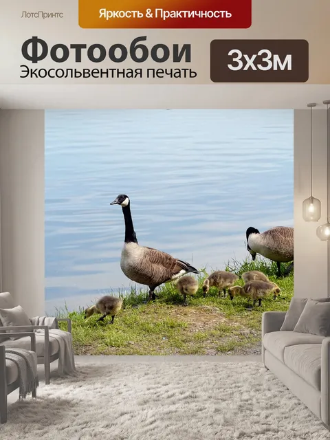 Фотообои Гуси на озере
