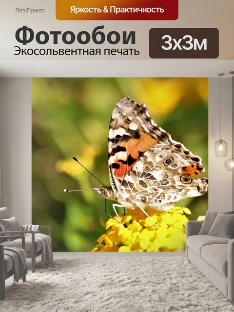 Фотообои Американская леди бабочка крупным планом