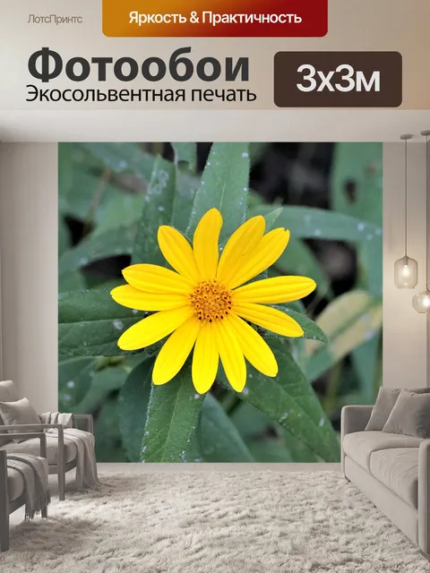 Фотообои Тонколистный подсолнечник