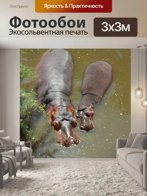 Фотообои Бегемот