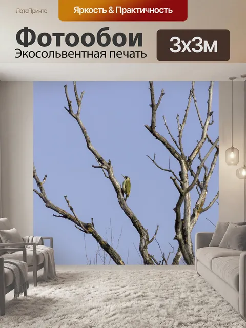Фотообои Птица