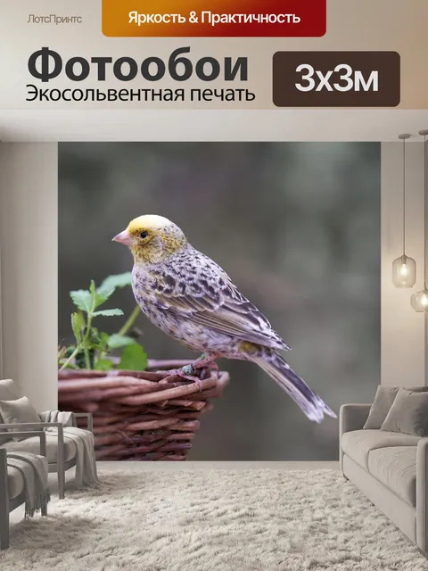 Фотообои Птица