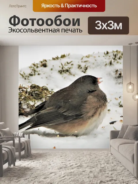 Фотообои Черноглазая Юнко в снегу