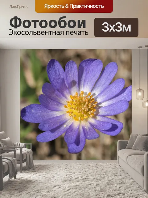 Фотообои Фиолетовый анемона Каролина крупным план
